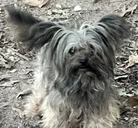 Flint, a male Chorkie for sale in Conway, AR – 4 of 5