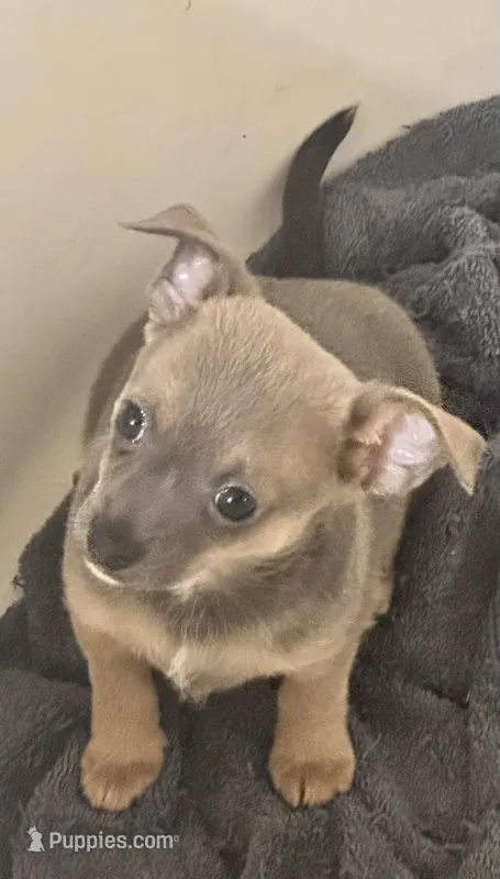 Lynx – Chihuahua puppy for sale in Conway, AR