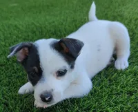 Spark , a male Rat Terrier for sale in Antioch, CA – 4 of 6