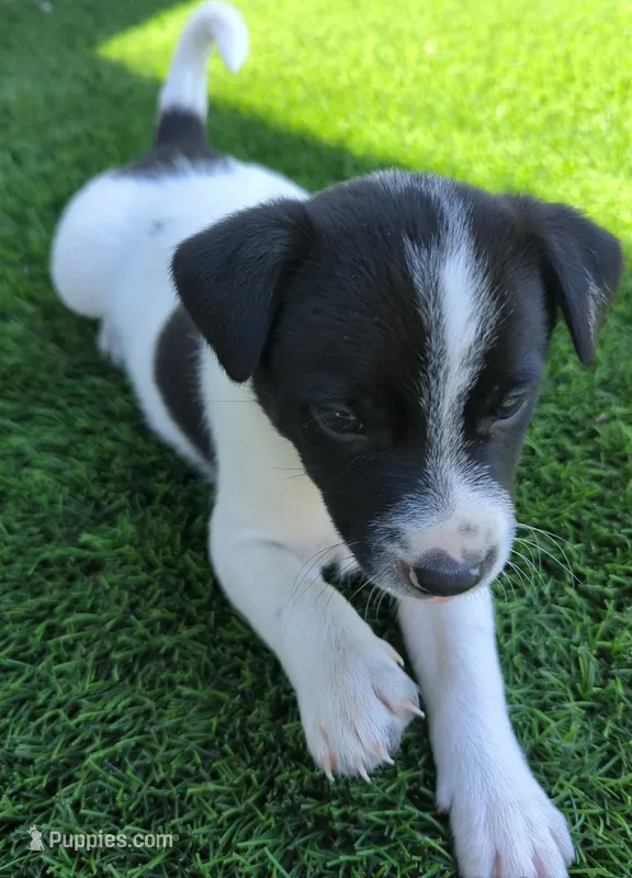Zorro – Rat Terrier puppy for sale in Antioch, CA