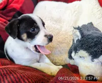 Galaxy , a male Rat Terrier for sale in Antioch, CA – 2 of 6