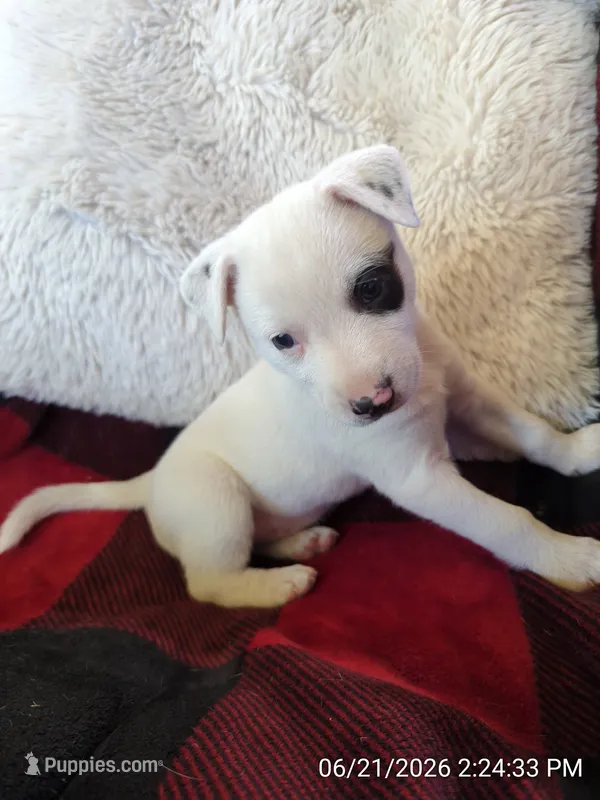 Pirate  – Rat Terrier puppy for sale in Antioch, CA