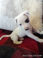 Pirate , a male Rat Terrier for sale in Antioch, CA – 1 of 6