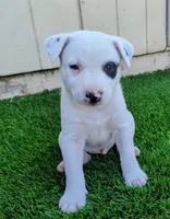 Pirate , a male Rat Terrier for sale in Antioch, CA – 3 of 6