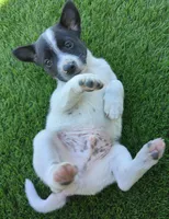 Zorro, a male Rat Terrier for sale in Antioch, CA – 4 of 6