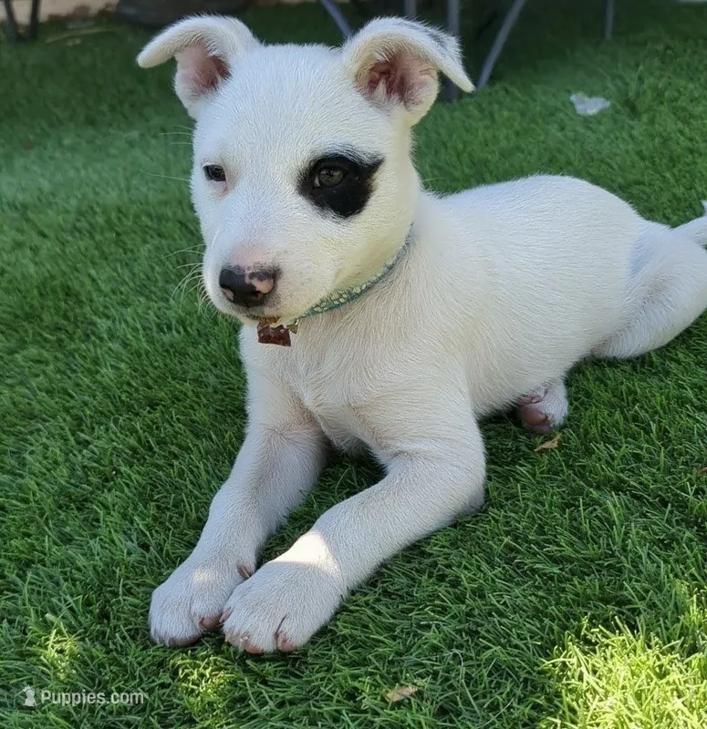 Pirate  – Rat Terrier puppy for sale in Antioch, CA