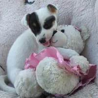 Rose, a female Rat Terrier for sale in Antioch, CA – 4 of 6