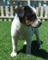 Tiger , a male Rat Terrier for sale in Antioch, CA – 2 of 6