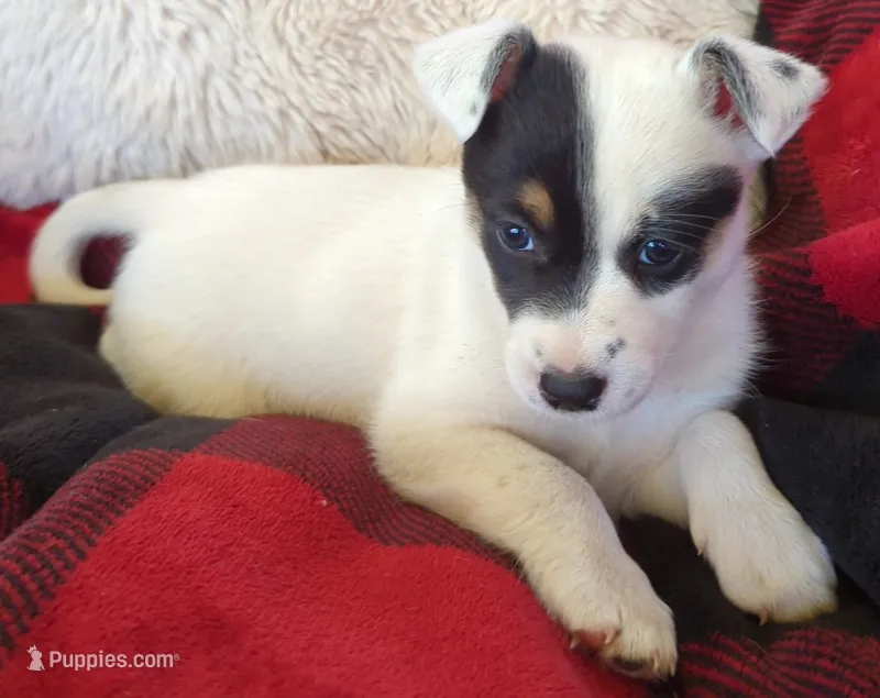 Rose – Rat Terrier puppy for sale in Antioch, CA