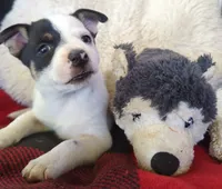 Spark , a male Rat Terrier for sale in Antioch, CA – 2 of 6