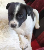 Zorro, a male Rat Terrier for sale in Antioch, CA – 2 of 6