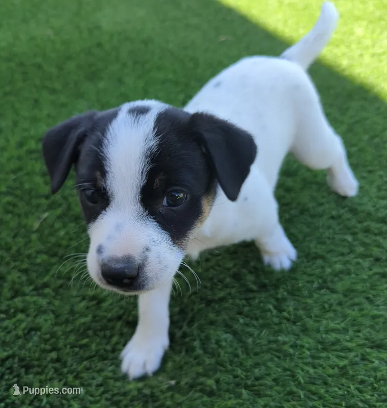Galaxy  – Rat Terrier puppy for sale in Antioch, CA