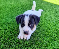 Galaxy , a male Rat Terrier for sale in Antioch, CA – 3 of 6