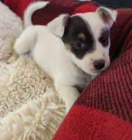 Rose, a female Rat Terrier for sale in Antioch, CA – 2 of 6