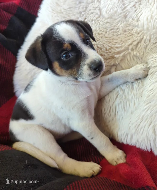 Tiger  – Rat Terrier puppy for sale in Antioch, CA