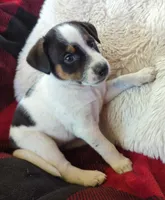 Tiger , a male Rat Terrier for sale in Antioch, CA – 1 of 6