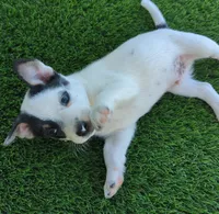Spark , a male Rat Terrier for sale in Antioch, CA – 3 of 6