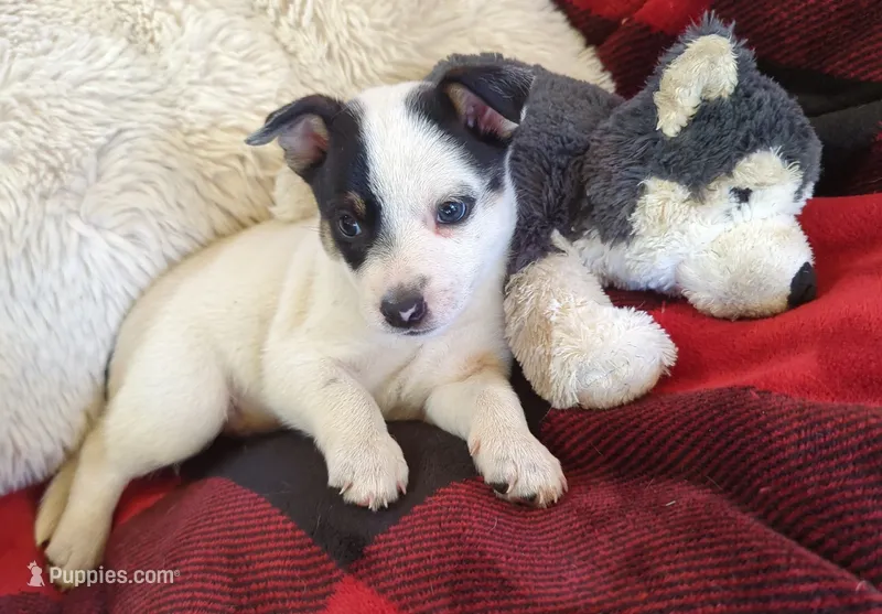 Spark  – Rat Terrier puppy for sale in Antioch, CA