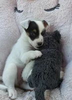 Rose, a female Rat Terrier for sale in Antioch, CA – 3 of 6