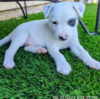Pirate , a male Rat Terrier for sale in Antioch, CA – 2 of 6