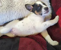 Tiger , a male Rat Terrier for sale in Antioch, CA – 3 of 6