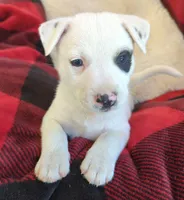 Pirate , a male Rat Terrier for sale in Antioch, CA – 4 of 6