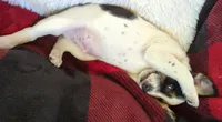 Tiger , a male Rat Terrier for sale in Antioch, CA – 4 of 6
