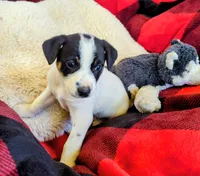 Galaxy , a male Rat Terrier for sale in Antioch, CA – 4 of 6