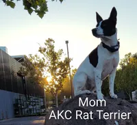 Pirate , a male Rat Terrier for sale in Antioch, CA – 6 of 6