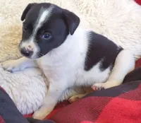 Zorro, a male Rat Terrier for sale in Antioch, CA – 3 of 6