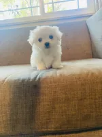 Mia, a female Maltese for sale in Palmdale, CA – 4 of 5