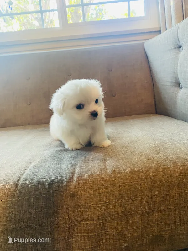Mia – Maltese puppy for sale in Palmdale, CA