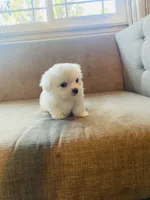 Mia, a female Maltese for sale in Palmdale, CA – 1 of 5