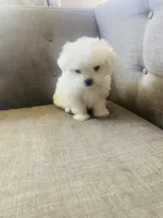 Mia, a female Maltese for sale in Palmdale, CA – 5 of 5
