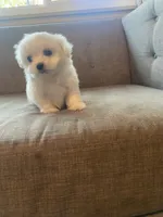 Mia, a female Maltese for sale in Palmdale, CA – 2 of 5