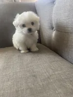 Mia, a female Maltese for sale in Palmdale, CA – 3 of 5