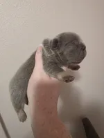 Lilac fluffy big rope male, a male French Bulldog for sale in Jacksonville, FL – Photo 1 of 3