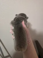 Lilac fluffy big rope male, a male French Bulldog for sale in Jacksonville, FL – Photo 3 of 3