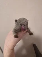 Lilac fluffy big rope male, a male French Bulldog for sale in Jacksonville, FL – Photo 2 of 3