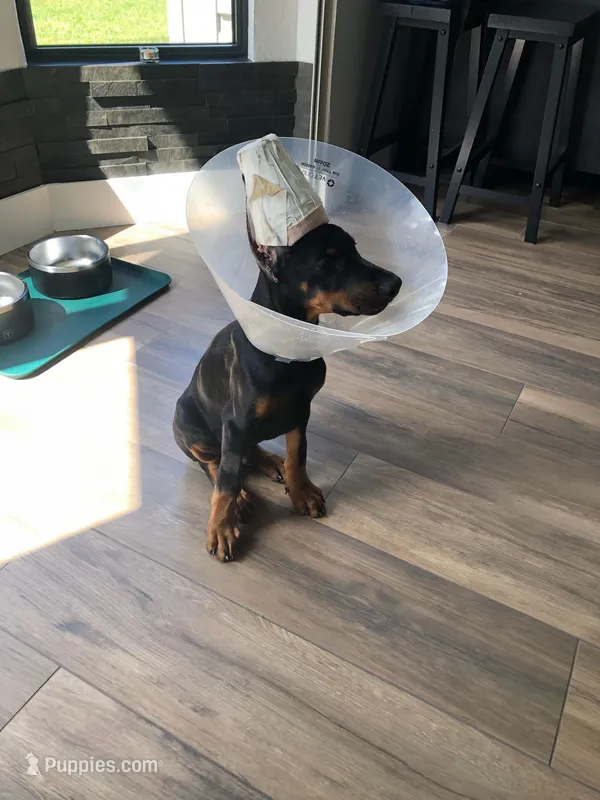 European doberman male  – Doberman Pinscher puppy for sale in Jacksonville, FL