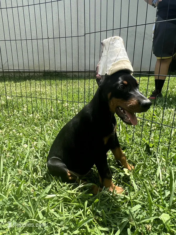 European doberman male  – Doberman Pinscher puppy for sale in Jacksonville, FL
