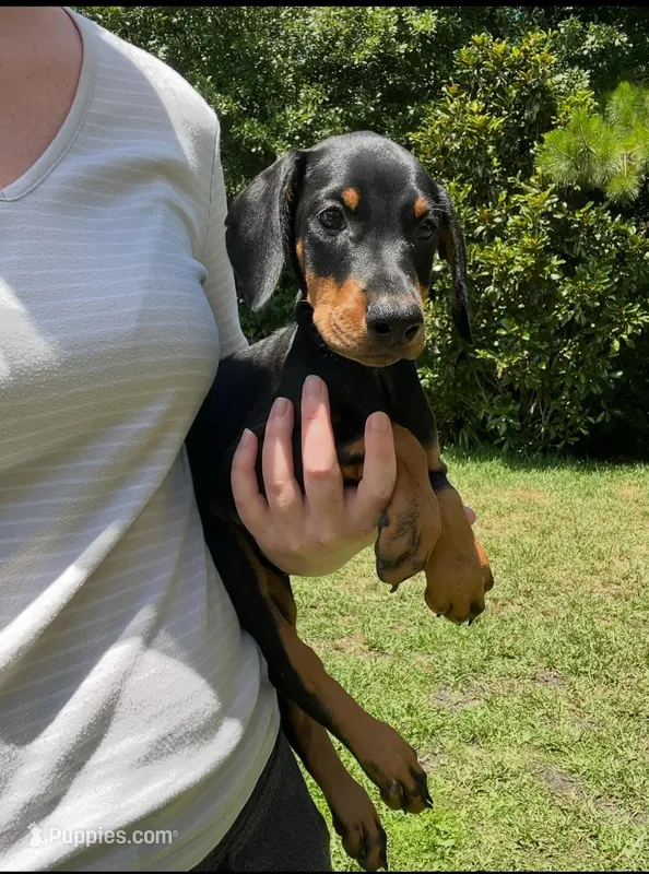 European Doberman female pup – Doberman Pinscher puppy for sale in Jacksonville, FL