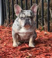 Adult lilac harlequin merle female , a female French Bulldog for sale in Jacksonville, FL – Photo 1 of 2