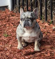 Adult lilac harlequin merle female , a female French Bulldog for sale in Jacksonville, FL – Photo 2 of 2