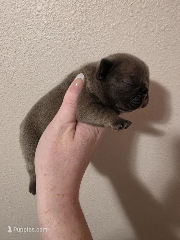 Blue female  – French Bulldog puppy for sale in Jacksonville, FL