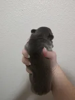 Blue female , a female French Bulldog for sale in Jacksonville, FL – Photo 2 of 2