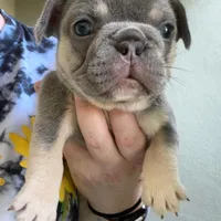 PUPPIES ARE HERE! SEE OTHER POSTS!!, a  French Bulldog for sale in Jacksonville, FL – Photo 7 of 10