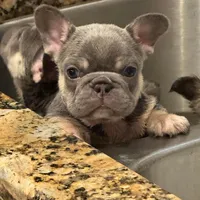 PUPPIES ARE HERE! SEE OTHER POSTS!!, a  French Bulldog for sale in Jacksonville, FL – Photo 9 of 10