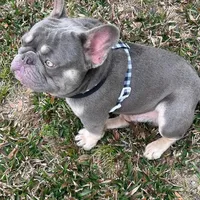 PUPPIES ARE HERE! SEE OTHER POSTS!!, a  French Bulldog for sale in Jacksonville, FL – Photo 2 of 10