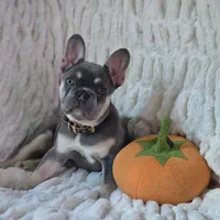 PUPPIES ARE HERE! SEE OTHER POSTS!!, a  French Bulldog for sale in Jacksonville, FL – Photo 8 of 10